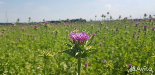 Семена расторопши пятнистой