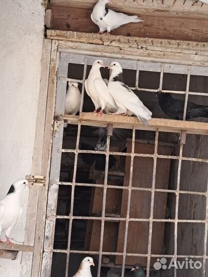 Продаются голуби