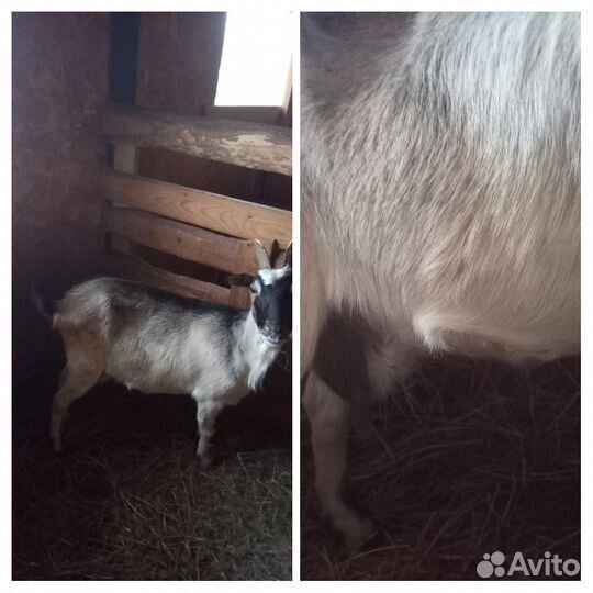 Дойные козочки