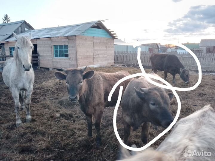 Корова бык коза хряк