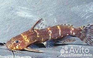 Илистый прыгун