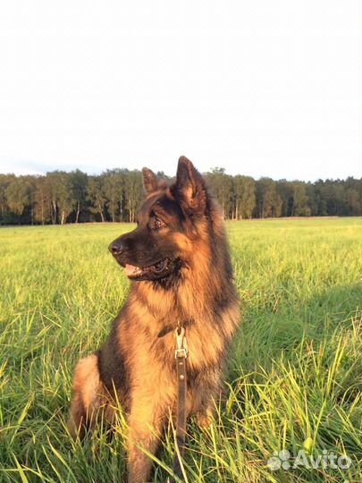 Немецкая овчарка случка кабель