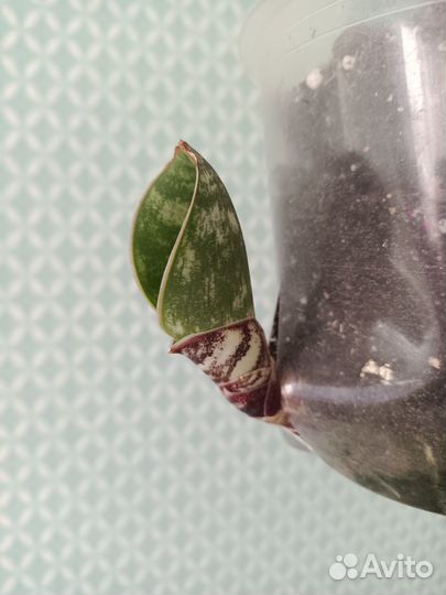 Сансевиерия