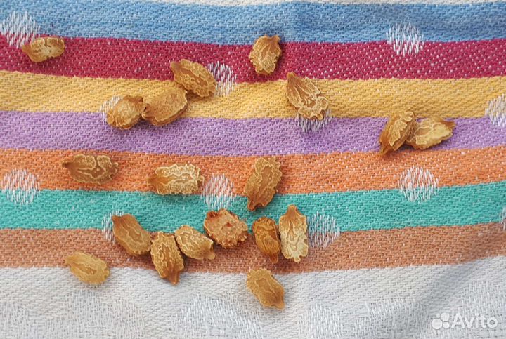 Момордика семена 10шт. 50рублей