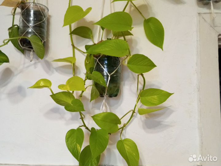 Сциндапсус неон