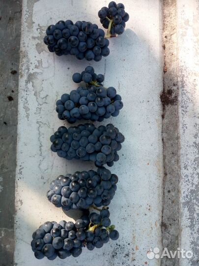 Черенки винограда винно-технического назначения