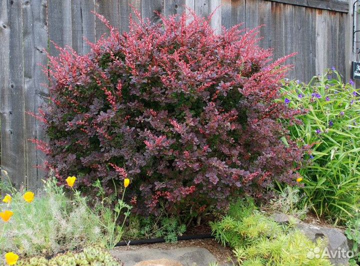 Барбарис тунберга Высота от 25см