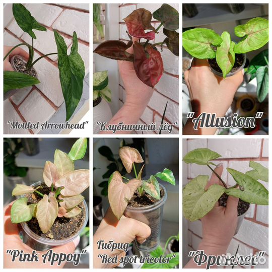 Сингониумы сортовые