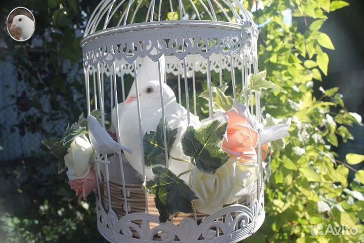 Спортивные голуби для полета