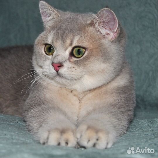 Голубое золото британский мальчик