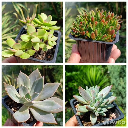 Редкие суккуленты