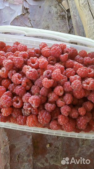 Саженцы ремонтантной малины