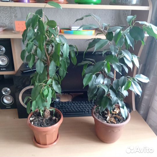 Бенджамина