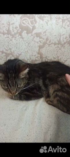 Котик Тимоша болеет, помогите