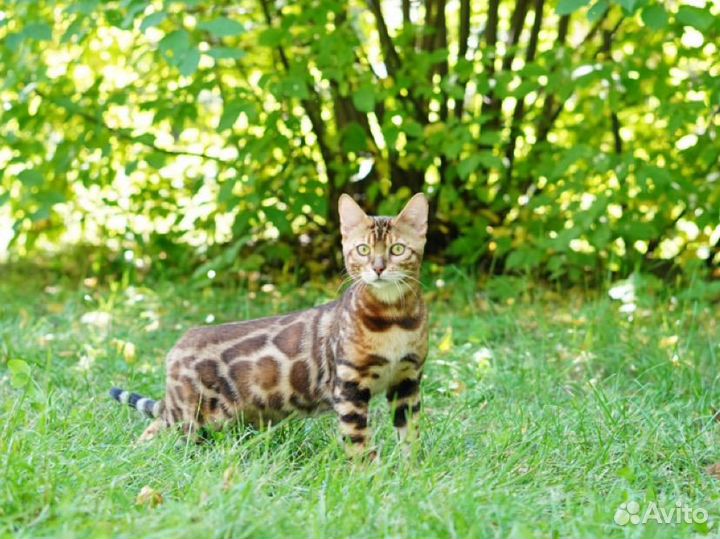 Элитный бенгальский котенок