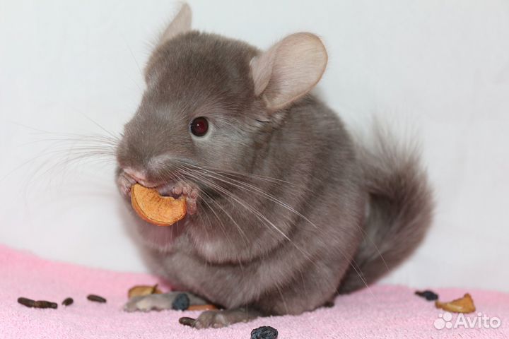 Продаются возрастные шиншиллы