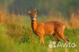 Организация охоты