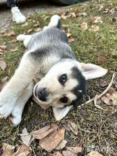 Щенок 1,5 мес