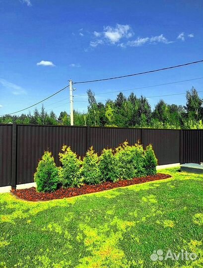 Туи для изгороди