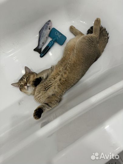 Шотландец для вязки