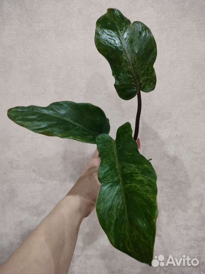 Рафидофора тетрасперма вар,Блэк Кардинал вар