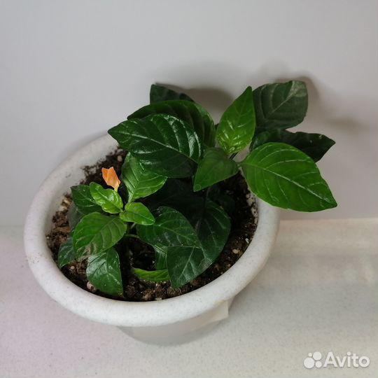 Кроссандра