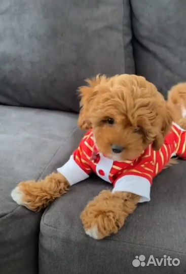 Мальтипу красавчики