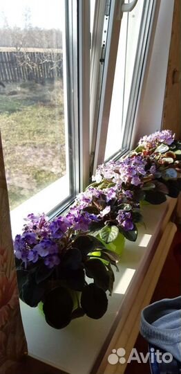 Комнатные цветы фиалки