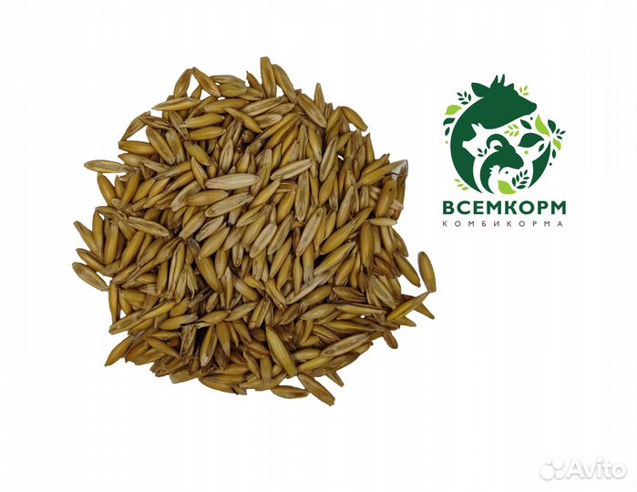 Овес фуражный