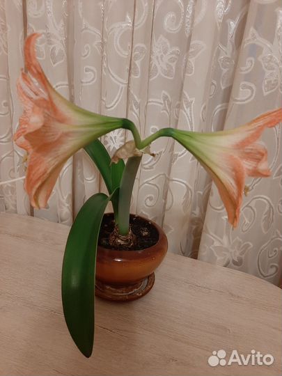 Гиппеаструм