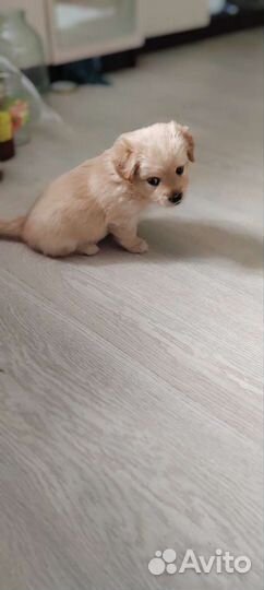 Щенки алопекис