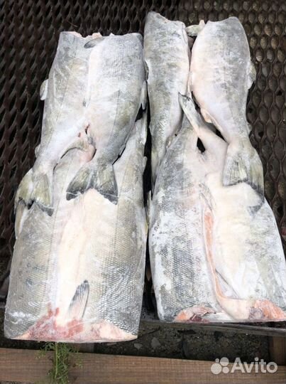 Кета без головы свежемороженая. Крупная. Камчатка