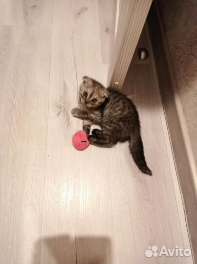 Шотландская вислоухая кошка