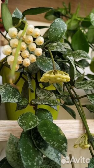 Хойя сортовая