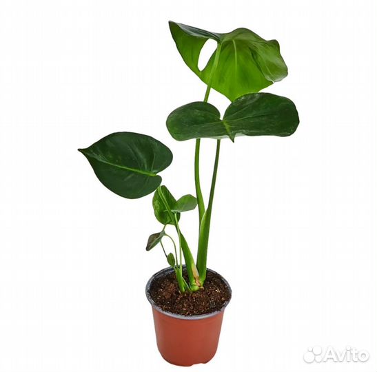 Монстера делициоза