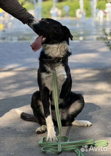 Добрый пëс Юпитер в добрые руки