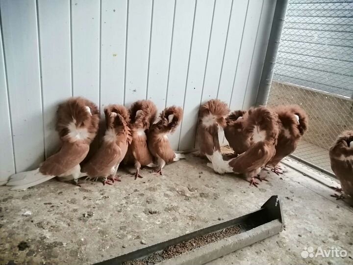 Голуби Якобины