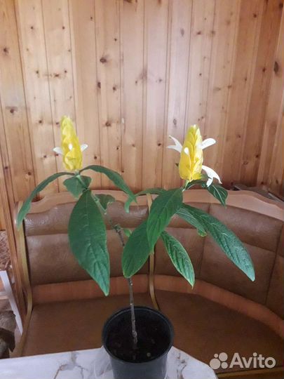 Пахистахис