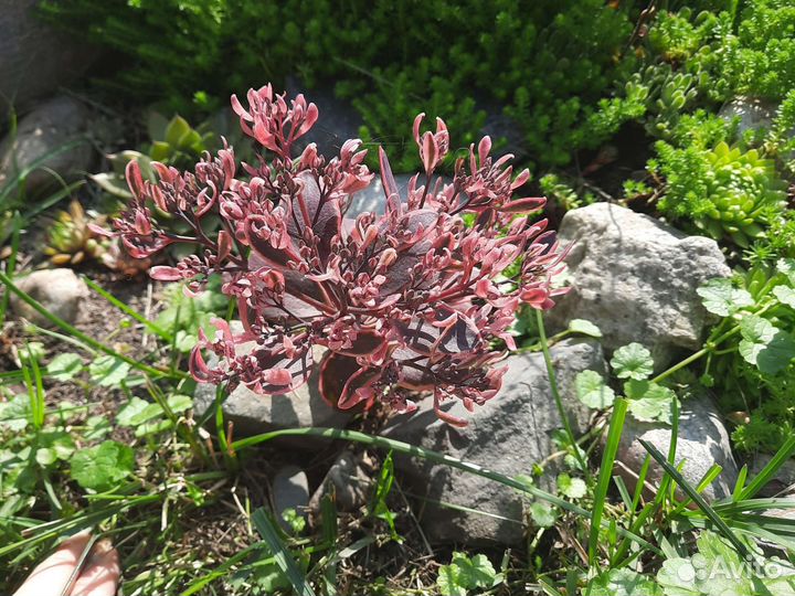 Седум Sun Sparkl Dream