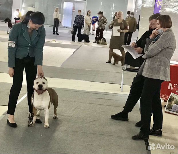 Амстафф вязка