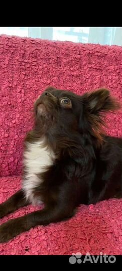 Вязка чихуахуа