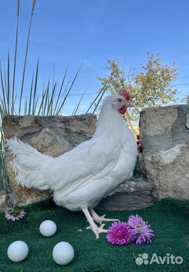 Куры несушки молодки