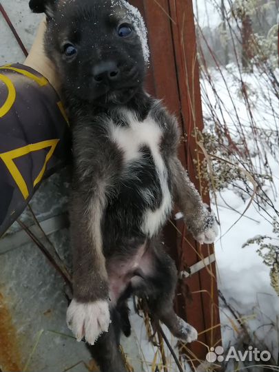 Отдам в добрые руки