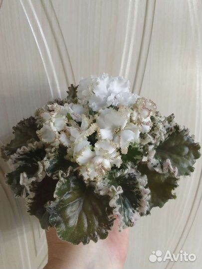 Сортовые фиалки