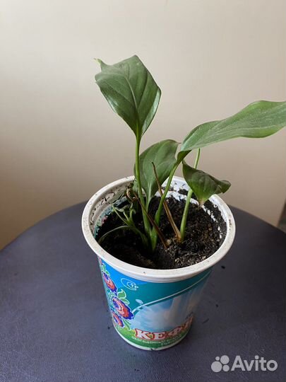 Спатифиллум