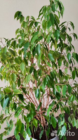 Фикус Бенджамина
