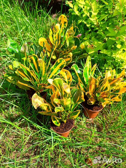 Кротон Мамми/Петра