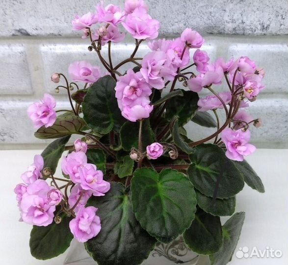 Фиалки (детки и стартеры)