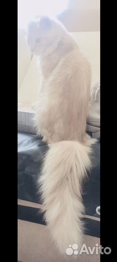 Мейнкун кот чистокровный почти три