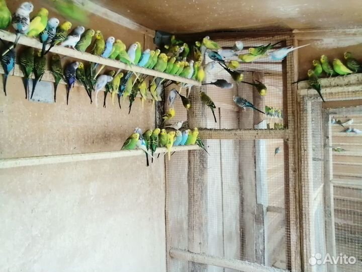 Попугаи волнистые